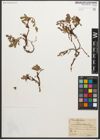 Foto von Salix retusa L.